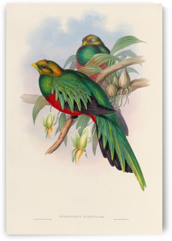 John Gould trogons 003 by IStockHistory com