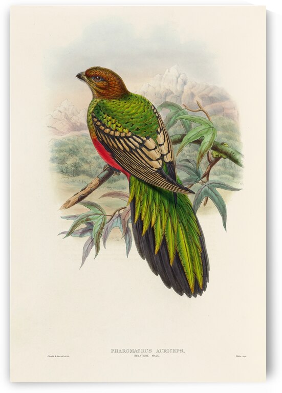 John Gould trogons 038 by IStockHistory com
