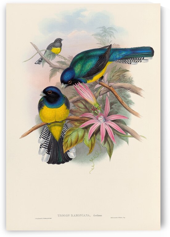 John Gould trogons 008 by IStockHistory com