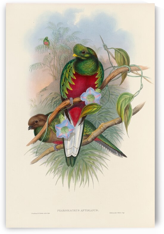 John Gould trogons 001 by IStockHistory com