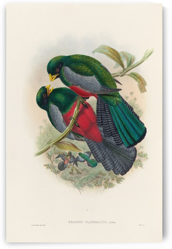 John Gould trogons 029 by IStockHistory com