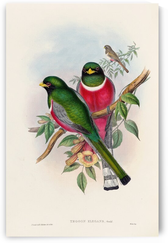 John Gould trogons 016 by IStockHistory com
