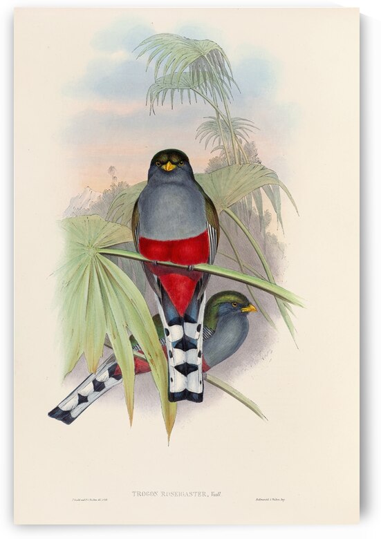 John Gould trogons 010 by IStockHistory com