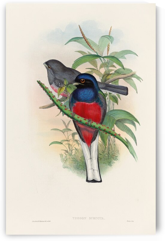 John Gould trogons 017 by IStockHistory com