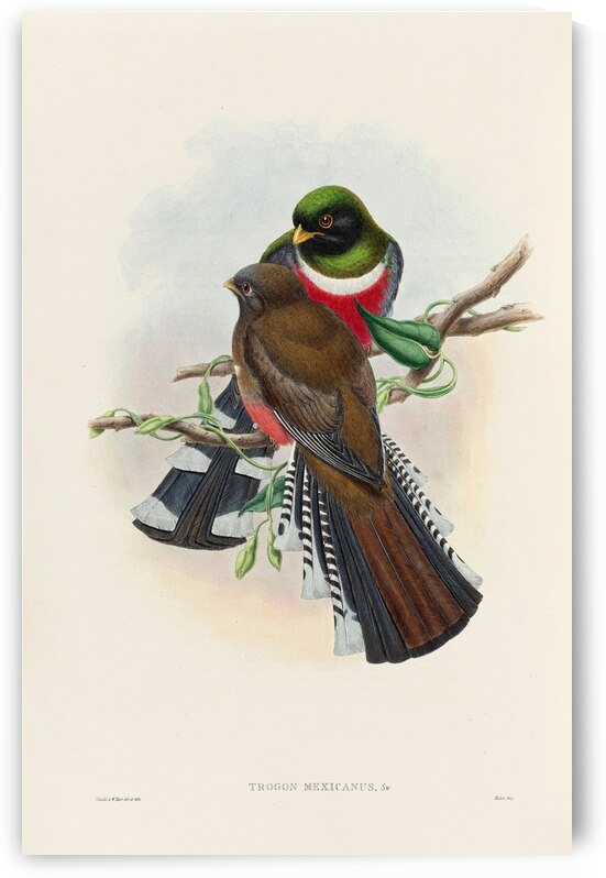 John Gould trogons 028 by IStockHistory com