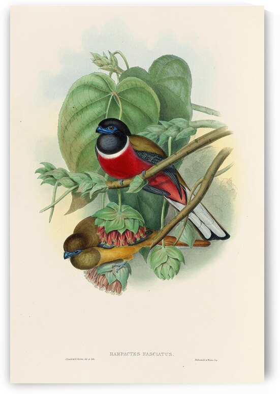 John Gould trogons 035 by IStockHistory com