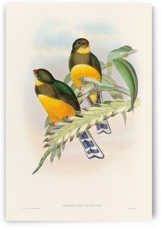 John Gould trogons 025 by IStockHistory com
