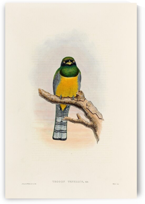 John Gould trogons 039 by IStockHistory com