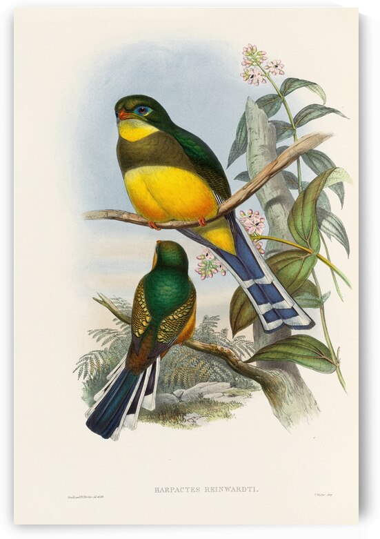 John Gould trogons 024 by IStockHistory com