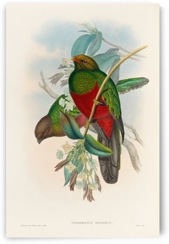 John Gould trogons 014 by IStockHistory com