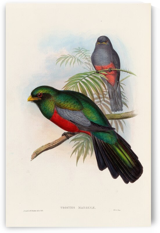 John Gould trogons 020 by IStockHistory com