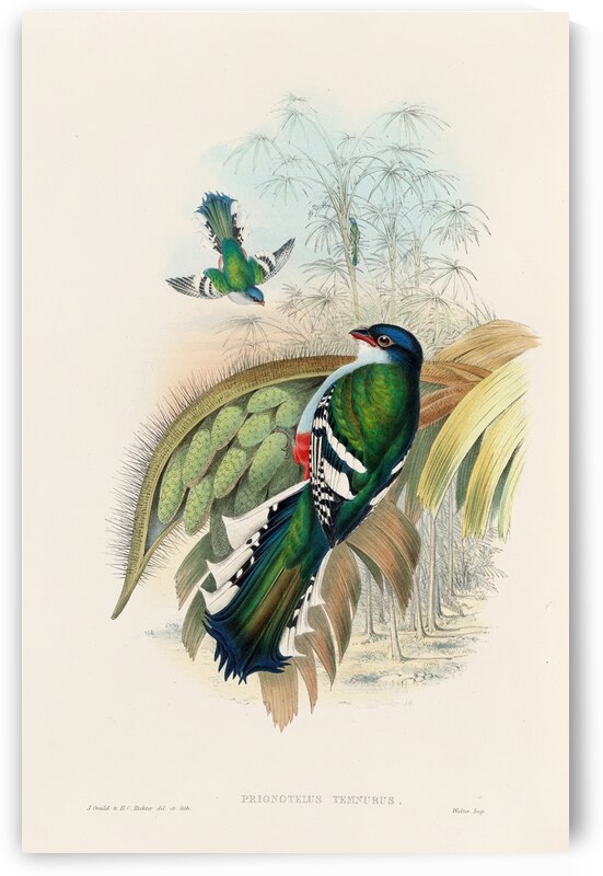 John Gould trogons 015 by IStockHistory com