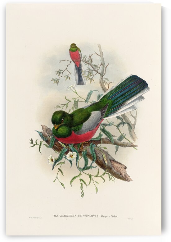 John Gould trogons 037 by IStockHistory com