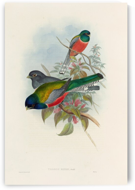 John Gould trogons 043 by IStockHistory com