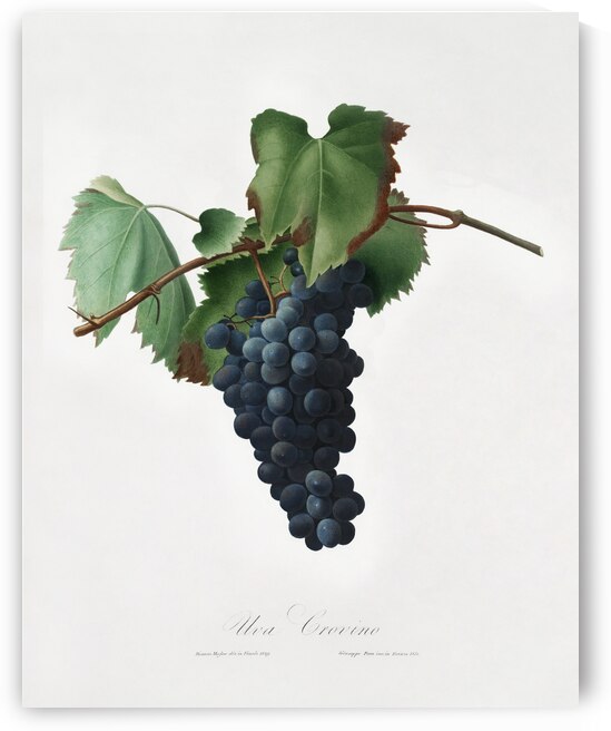 Peach Persica amygdalus from Pomona Italiana 1817 - 1839 by Giorgio Gallesio 1772-1839.  by IStockHistory com