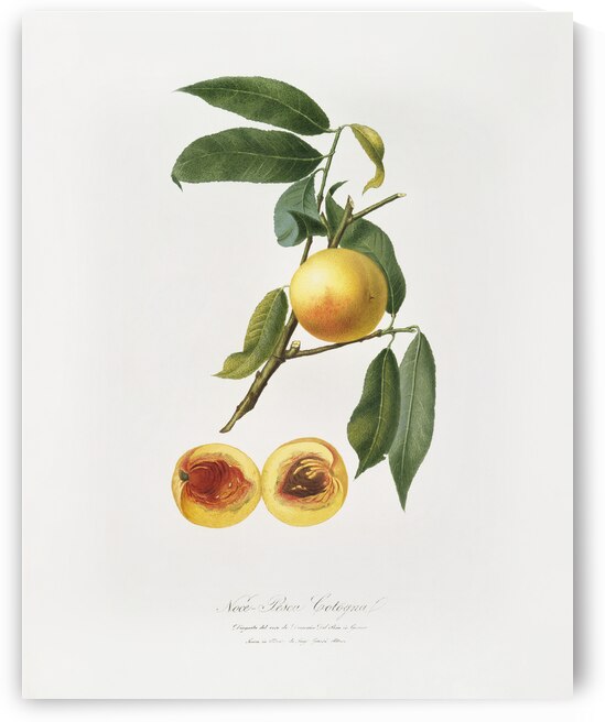 Peach Prunus persica from Pomona Italiana 1817 - 1839 by Giorgio Gallesio 1772-1839.  by IStockHistory com