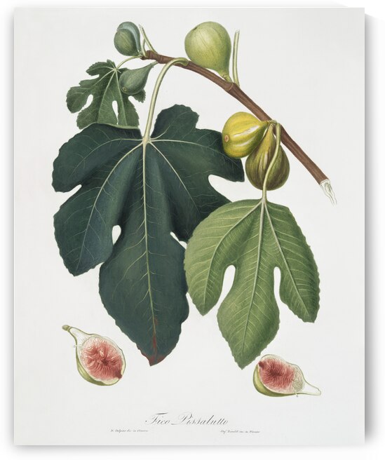 Fig Ficus carica sativa from Pomona Italiana 1817 - 1839 by Giorgio Gallesio 1772-1839.  by IStockHistory com