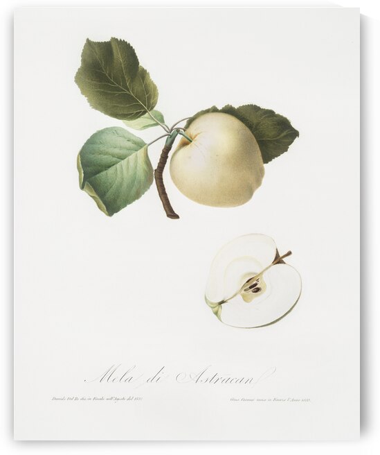 Astracan Apple Malus astracanensis from Pomona Italiana 1817 - 1839 by Giorgio Gallesio 1772-1839.  by IStockHistory com