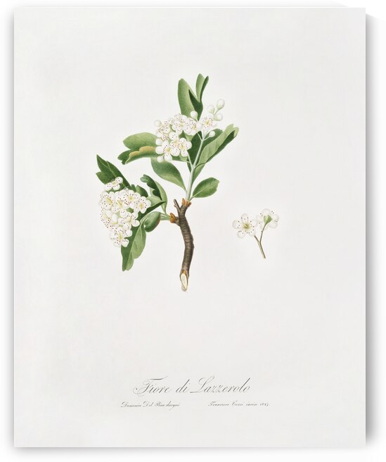 Hawthorn flower Crataegus poliossea sterilis from Pomona Italiana 1817 - 1839 by Giorgio Gallesio 1772-1839.  by IStockHistory com