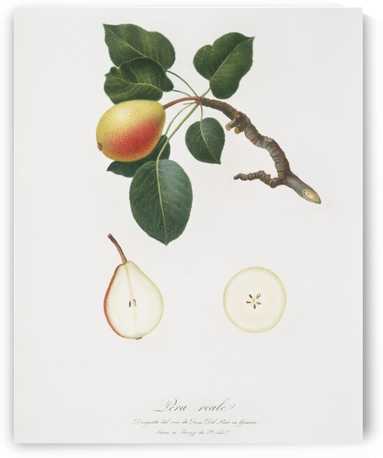 Pear Pyrus regalis from Pomona Italiana 1817 - 1839 by Giorgio Gallesio 1772-1839.  by IStockHistory com