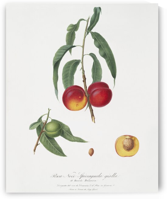 Walnut peach Persica from Pomona Italiana 1817 - 1839 by Giorgio Gallesio 1772-1839.  by IStockHistory com