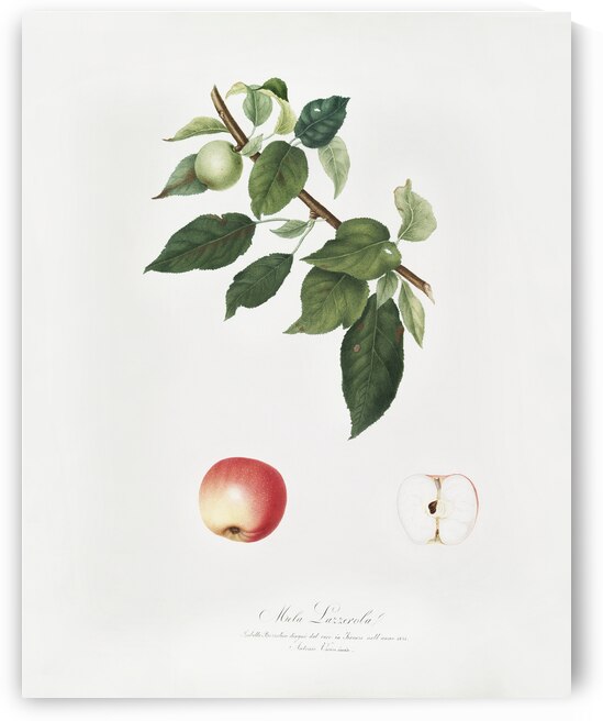 Apple Malus pumila from Pomona Italiana 1817 - 1839 by Giorgio Gallesio 1772-1839.  by IStockHistory com