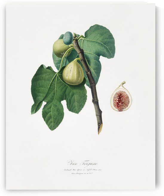 Fig Fico Troiano from Pomona Italiana 1817 - 1839 by Giorgio Gallesio 1772-1839.  by IStockHistory com