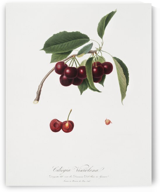Cherry Cerasus visciola from Pomona Italiana 1817 - 1839 by Giorgio Gallesio 1772-1839.  by IStockHistory com