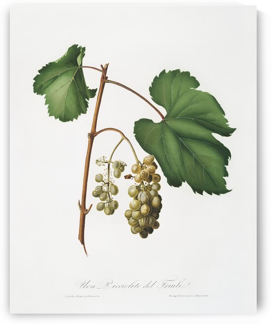 Friuili grape Vitis vinifera Forojuliensis from Pomona Italiana 1817 - 1839 by Giorgio Gallesio 1772-1839.  by IStockHistory com