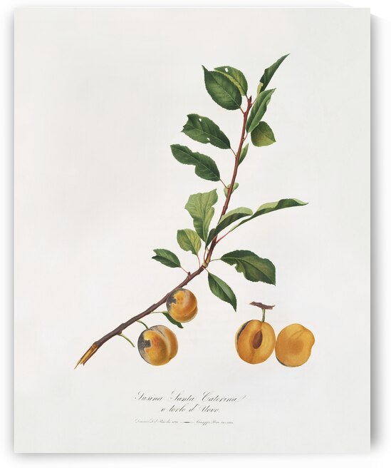 Apricot Prunus Sanctae Catherinae from Pomona Italiana 1817 - 1839 by Giorgio Gallesio 1772-1839.  by IStockHistory com