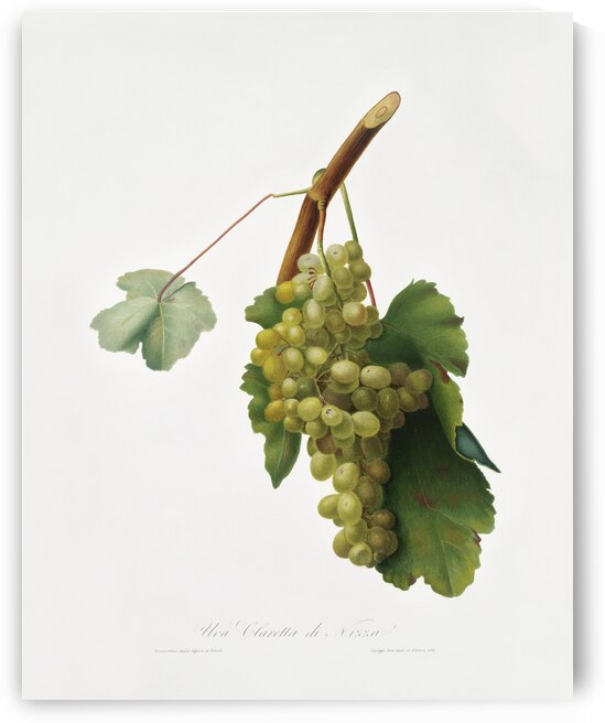 Grape vine Vitis vinifera Niciensis from Pomona Italiana 1817 - 1839 by Giorgio Gallesio 1772-1839.  by IStockHistory com