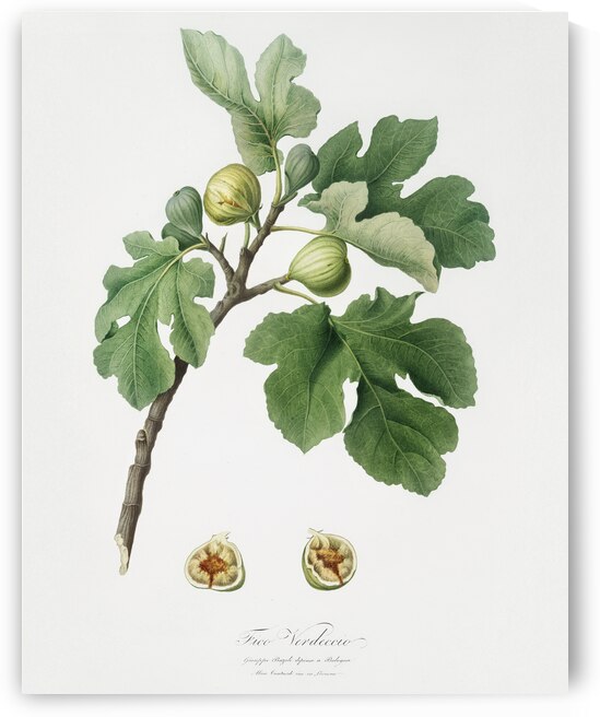 Fig Ficus carica from Pomona Italiana 1817 - 1839 by Giorgio Gallesio 1772-1839.  by IStockHistory com