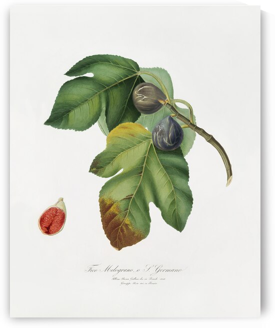 Apricot Armeniaca Alexandrina from Pomona Italiana 1817 - 1839 by Giorgio Gallesio 1772-1839.  by IStockHistory com