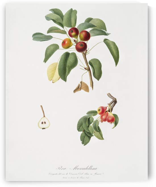 Musky pear Pyrus sativa from Pomona Italiana 1817 - 1839 by Giorgio Gallesio 1772-1839.  by IStockHistory com