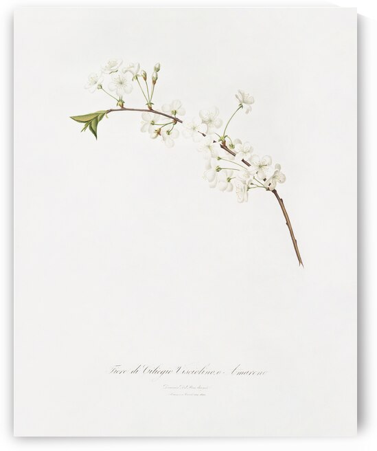 Amarena cherry flower Prunus cerasus from Pomona Italiana 1817 - 1839 by Giorgio Gallesio 1772-1839.  by IStockHistory com