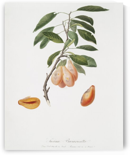 Plum Prunus ligustica from Pomona Italiana 1817 - 1839 by Giorgio Gallesio 1772-1839.  by IStockHistory com