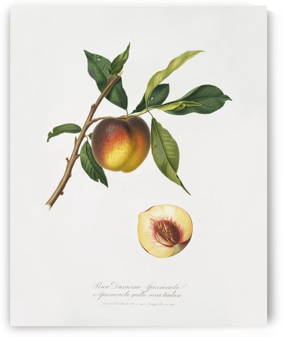 Peach Prunus persica from Pomona Italiana 1817 - 1839 by Giorgio Gallesio 1772-1839.  by IStockHistory com