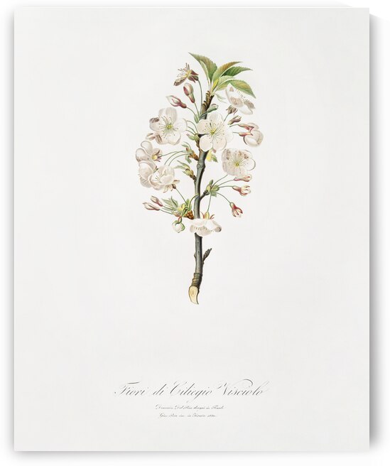 Pear tree flowers Pyrus calleryana from Pomona Italiana 1817 - 1839 by Giorgio Gallesio 1772-1839.  by IStockHistory com