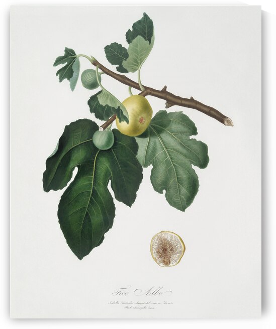 Fig Ficus carica from Pomona Italiana 1817 - 1839 by Giorgio Gallesio 1772-1839.  by IStockHistory com