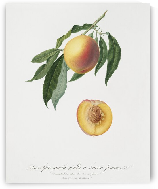 Peach Persica Iulodermis from Pomona Italiana 1817 - 1839 by Giorgio Gallesio 1772-1839.  by IStockHistory com