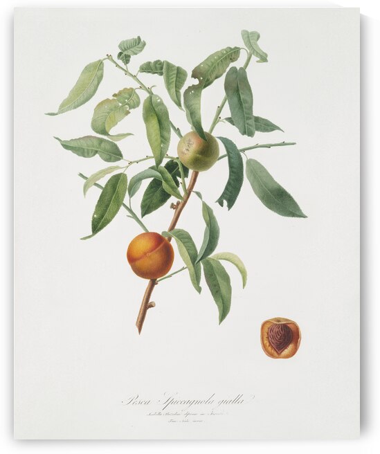 Peach Amygdalus persica iulodermis from Pomona Italiana 1817 - 1839 by Giorgio Gallesio 1772-1839.  by IStockHistory com