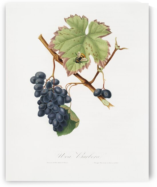 Peach Amygdalus persica iulodermis from Pomona Italiana 1817 - 1839 by Giorgio Gallesio 1772-1839.  by IStockHistory com