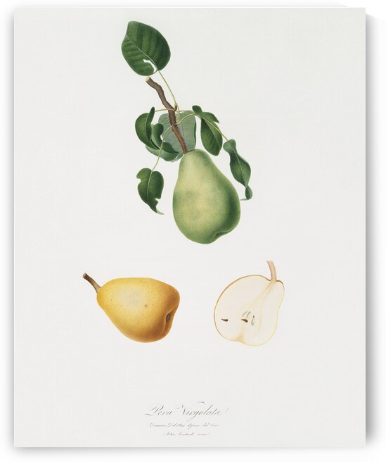 Winter citron Pyrus virgolata from Pomona Italiana 1817 - 1839 by Giorgio Gallesio 1772-1839.  by IStockHistory com