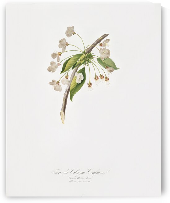 Cherry plum flower Mirabolano from Pomona Italiana 1817 - 1839 by Giorgio Gallesio 1772-1839.  by IStockHistory com