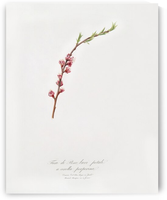 Peach blossom Prunus persica from Pomona Italiana 1817 - 1839 by Giorgio Gallesio 1772-1839.  by IStockHistory com
