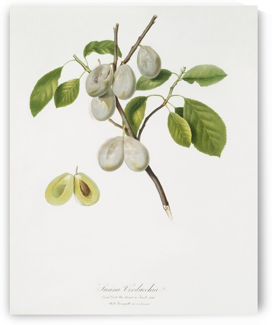 Plum Prunus verdacchia from Pomona Italiana 1817 - 1839 by Giorgio Gallesio 1772-1839.  by IStockHistory com