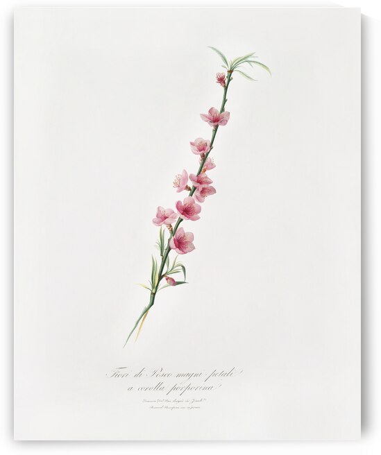 Peach blossoms Prunus persica from Pomona Italiana 1817 - 1839 by Giorgio Gallesio 1772-1839.  by IStockHistory com