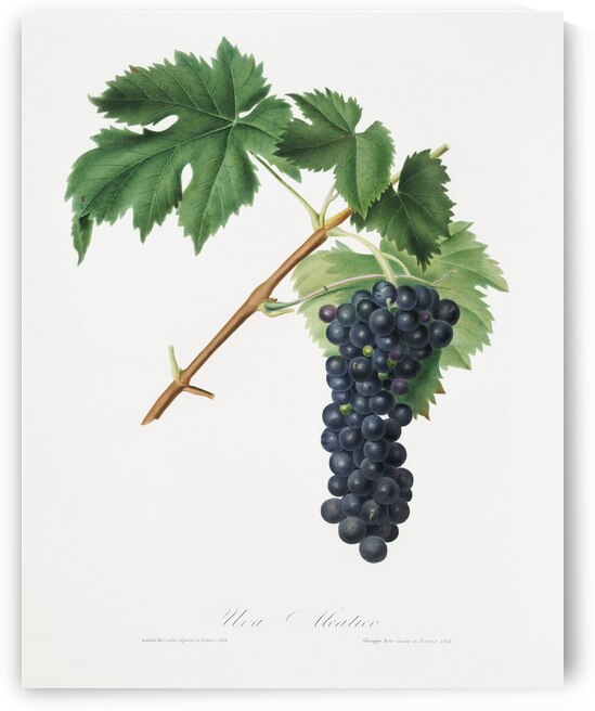 Black Aleatico grape Vitis vinifera from Pomona Italiana 1817 - 1839 by Giorgio Gallesio 1772-1839.  by IStockHistory com