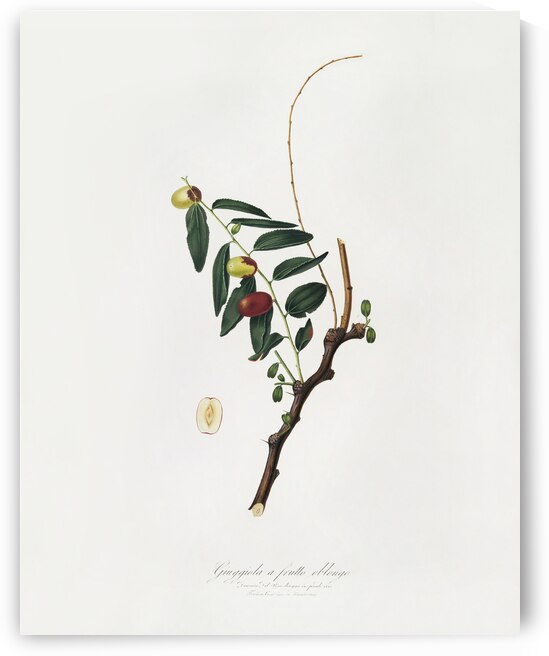Jujube Ziziphus vulgaris from Pomona Italiana 1817 - 1839 by Giorgio Gallesio 1772-1839.  by IStockHistory com