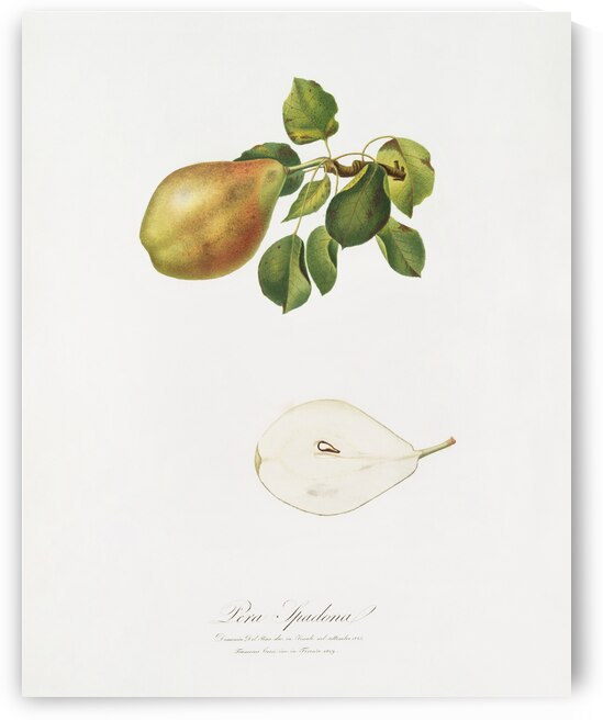 Pear Pyrus Spaddonia from Pomona Italiana 1817 - 1839 by Giorgio Gallesio 1772-1839.  by IStockHistory com